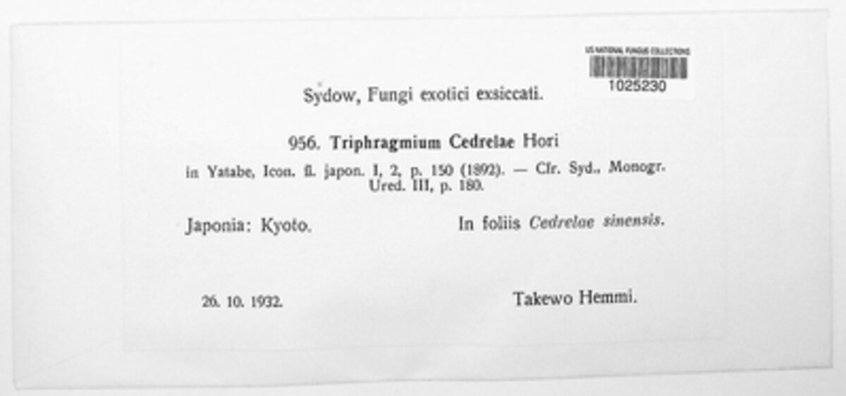 Triphragmium cedrelae image